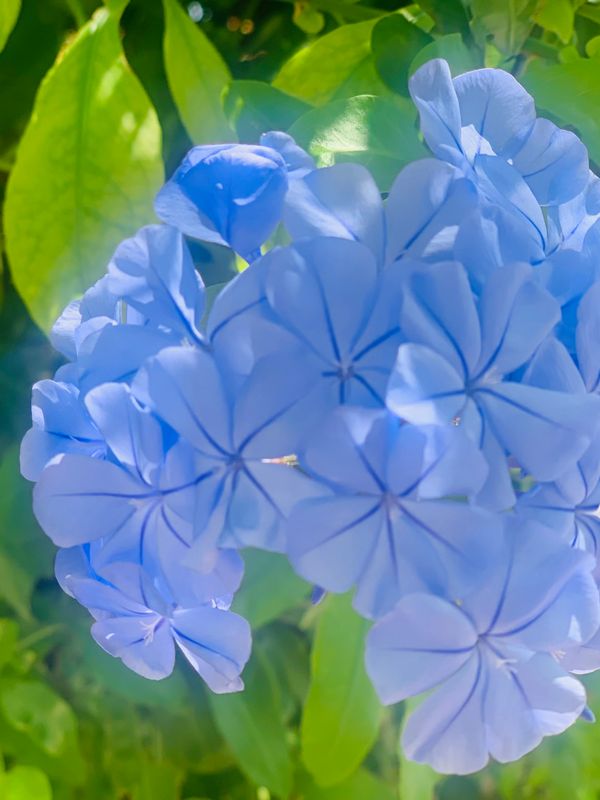 The Hydrangea Canvas Multi Sizes