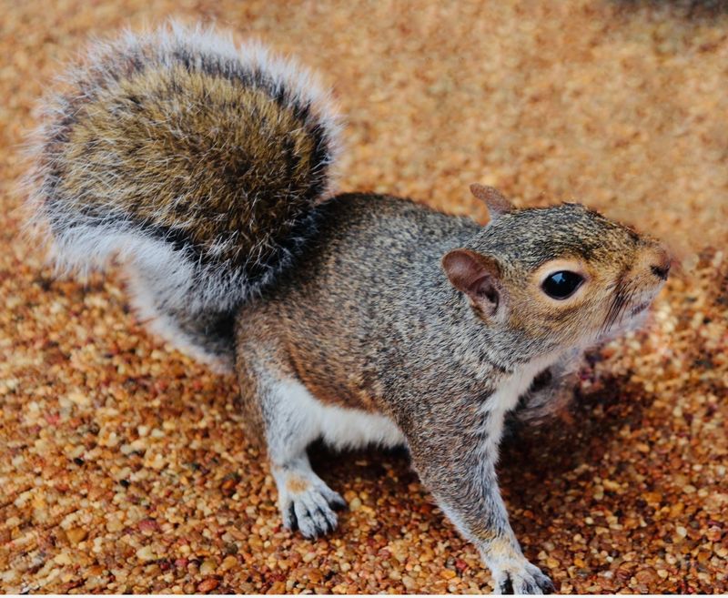 The Squirrel Canvas Multi Sizes