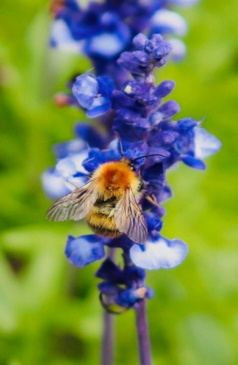 The Bee Nice 1 Canvas Multi Sizes