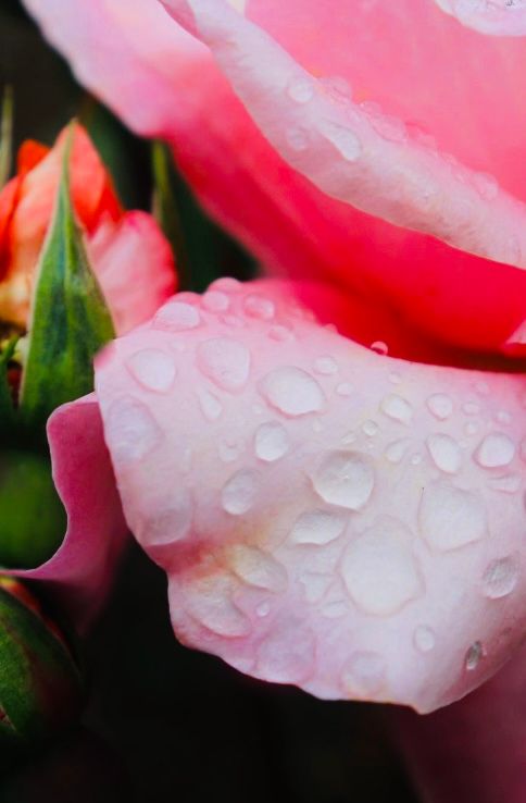 The Rain Drop Canvas Multi Sizes