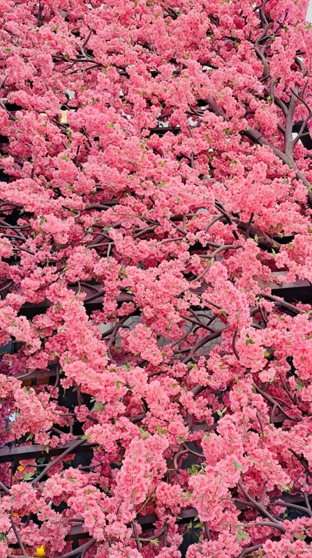 The Pink Blossom Canvas Multi Sizes