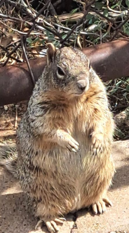 The Squirrel 1 Canvas Multi Sizes