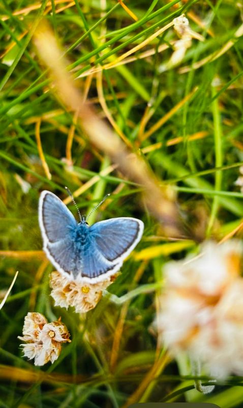 Polyommatus Common Blue Butterfly Canvas Multi Sizes