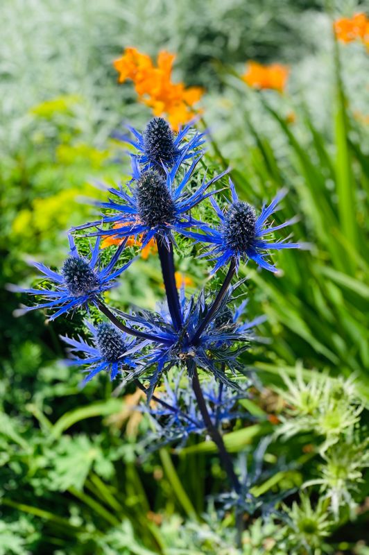 The Eryngium "Big Blue" Canvas Multi Sizes