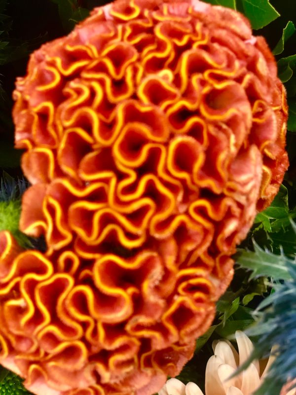 The Crested Cock's-Comb Canvas Multi Sizes