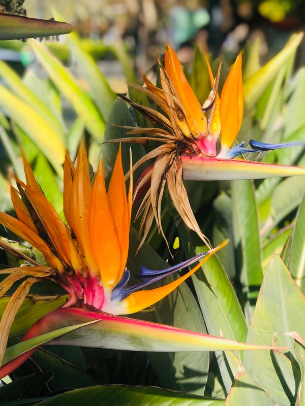 The Bird Of Paradise Strelitia Reginae Canvas Multi Sizes