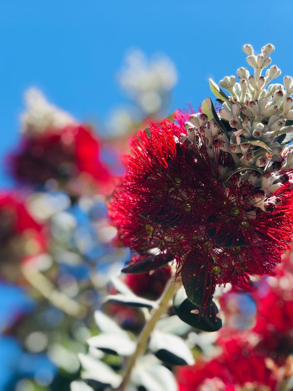 The Callistemon Citrinus Canvas Multi Sizes