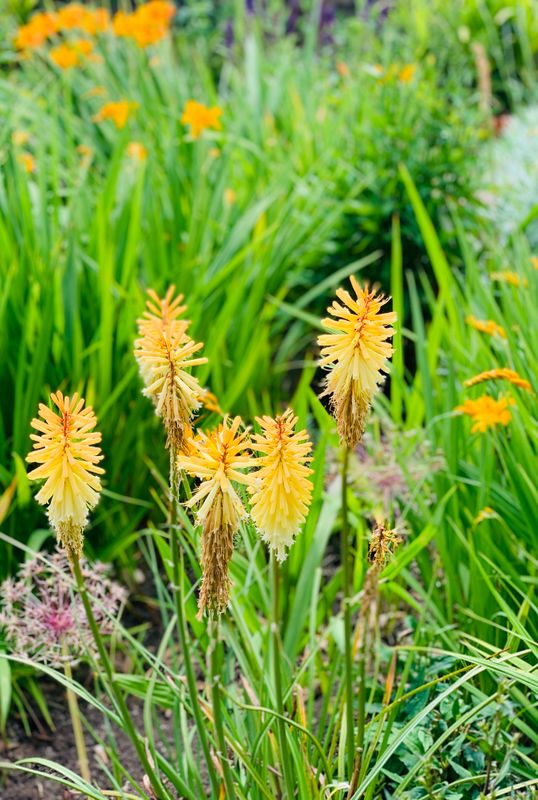 The Kniphofiauvari Canvas Multi Sizes