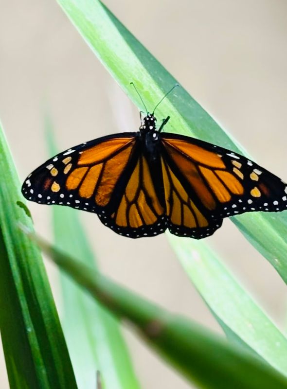 The Monarch Butterfly Canvas Multi Sizes