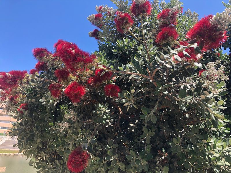 The Callistemon Citrinus 1 Canvas Multi Sizes