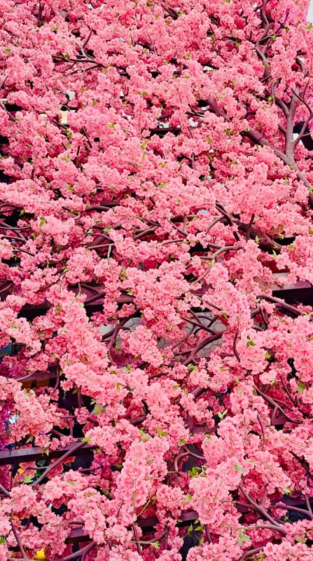 The Pink Blossom Canvas Multi Sizes