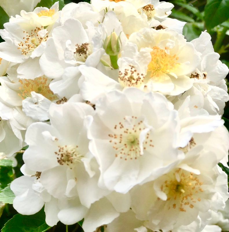 The Rambling Rector Canvas Multi Sizes