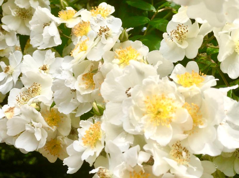 The Rambling Rector Canvas Multi Sizes