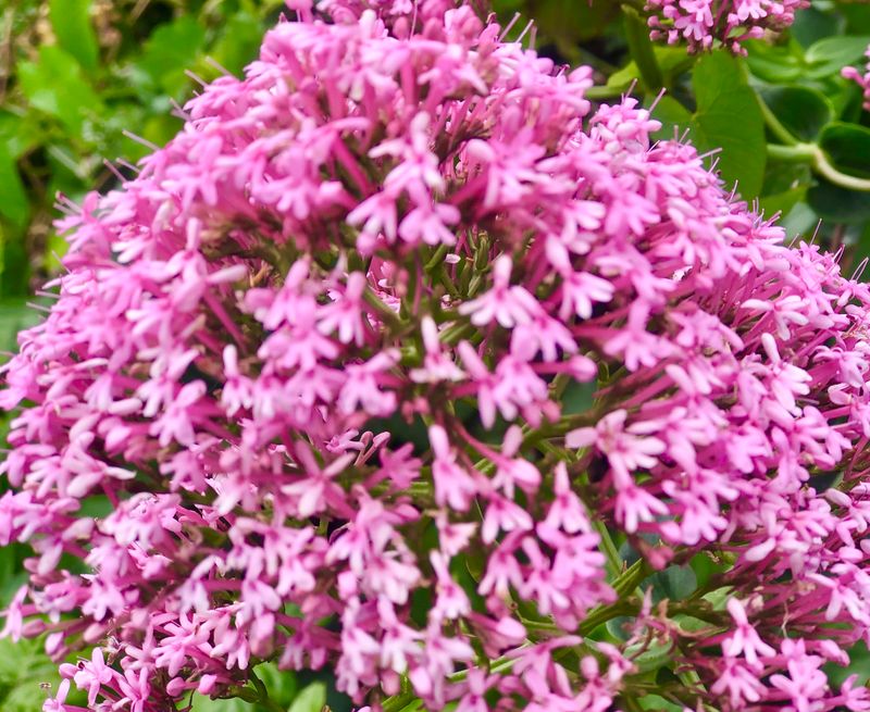 The Caucasian Crosswort Canvas Multi Sizes
