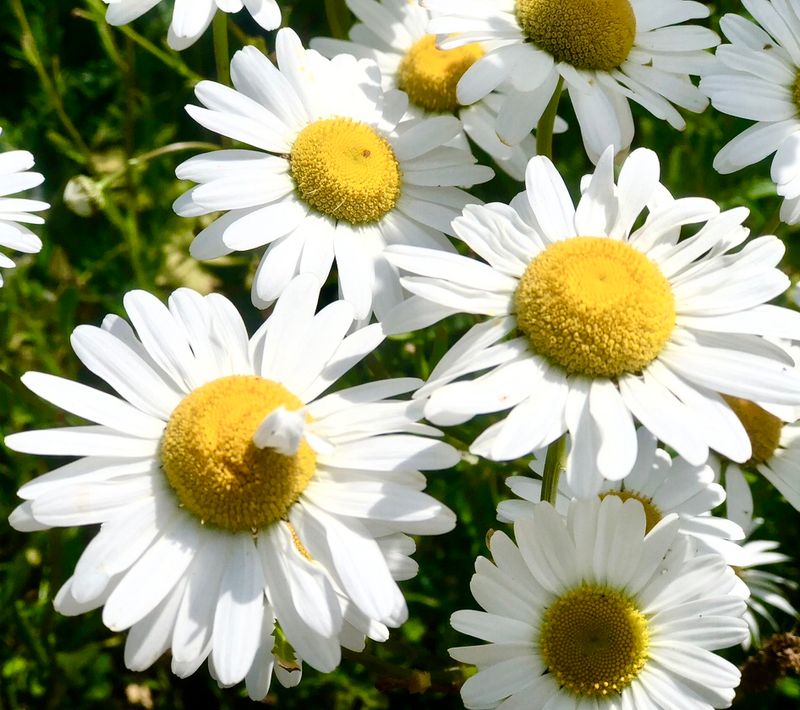 The Ox-Eye Daisies Canvas Multi Sizes