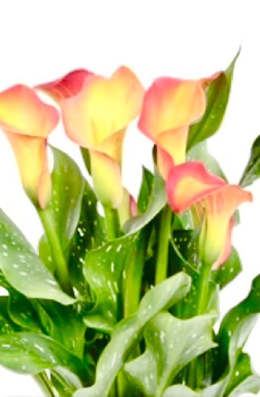 Carla Lillies Canvas Multi Sizes