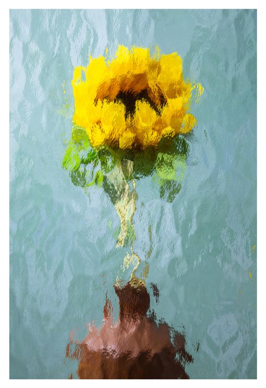 Sunflower 3