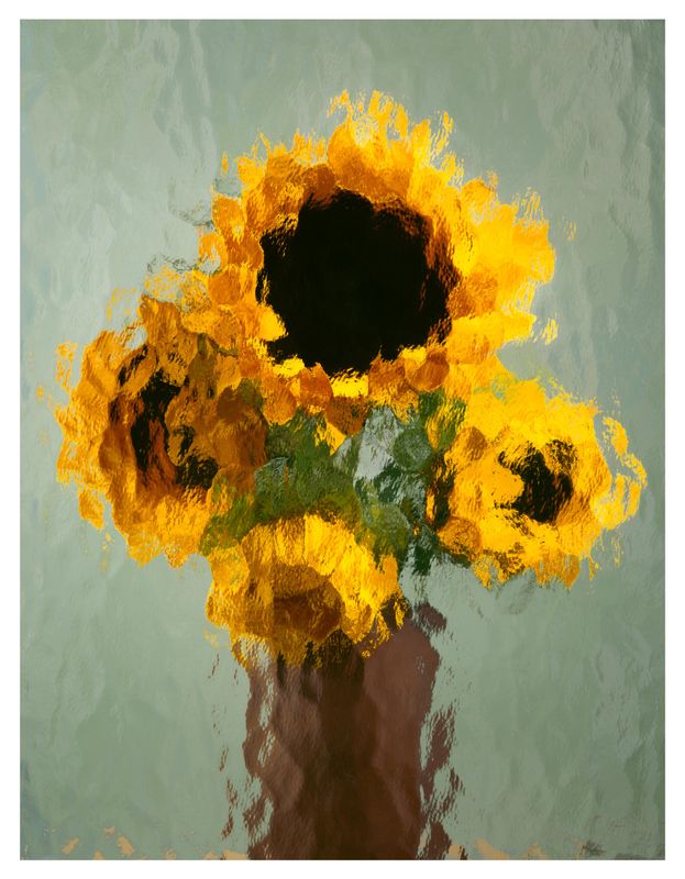 Sunflower 4