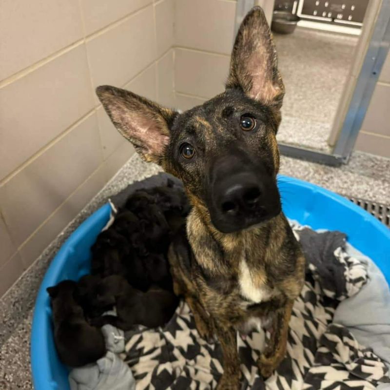 Hazel and Puppies