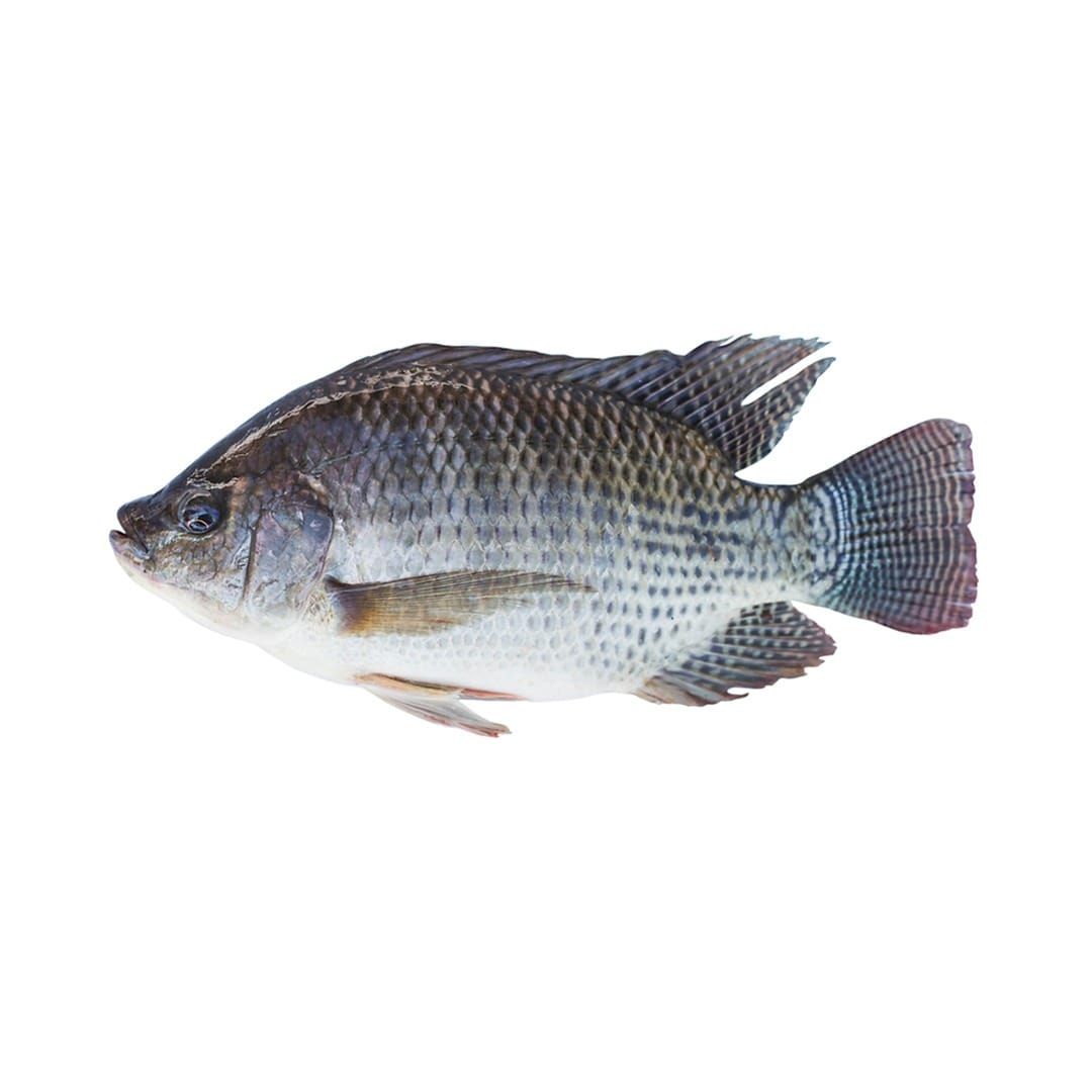 Poisson carpe surgélé - 1kg