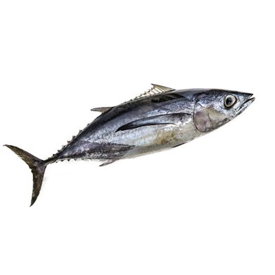 Thon surgélé - 5kg