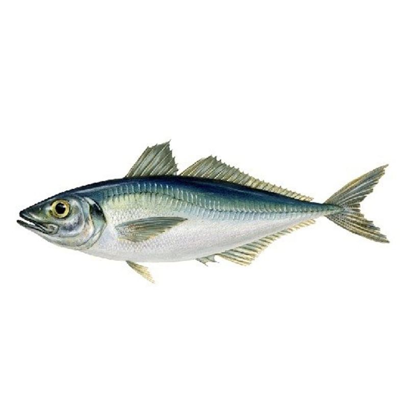 Poisson Chinchard - 1kg