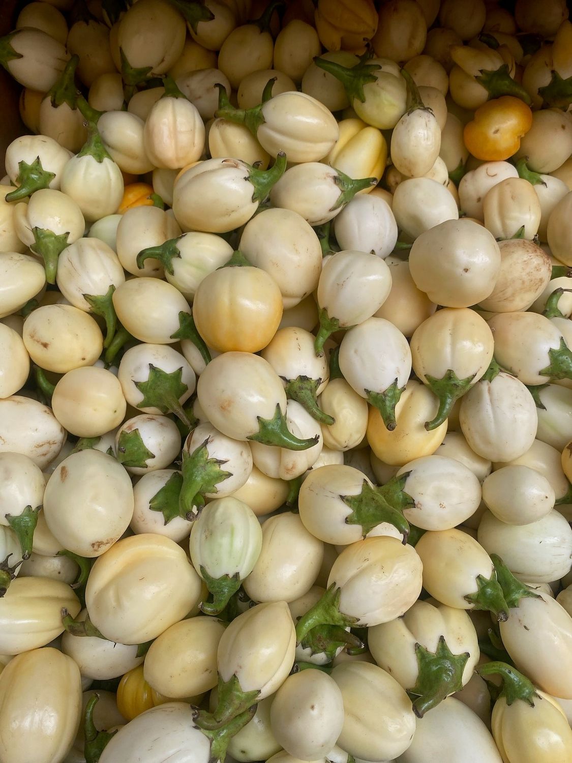 Aubergine (500G)