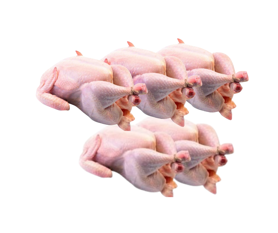 Poule pondeuse locale: Pack de 5 poules