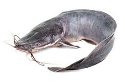 Poisson Machoiron congelé - 5kg