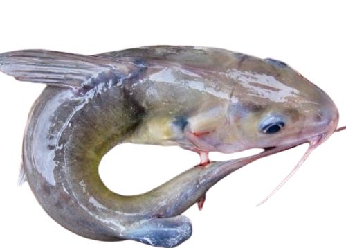 Poisson Machoiron d&#39;eau douce - 5kg