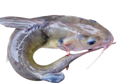 Poisson Machoiron d&#39;eau douce - 5kg