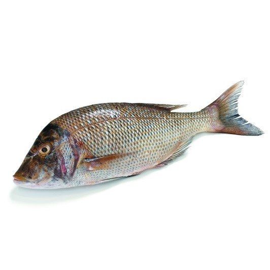 Poisson Capitaine d'eau douce congelé - 5kg