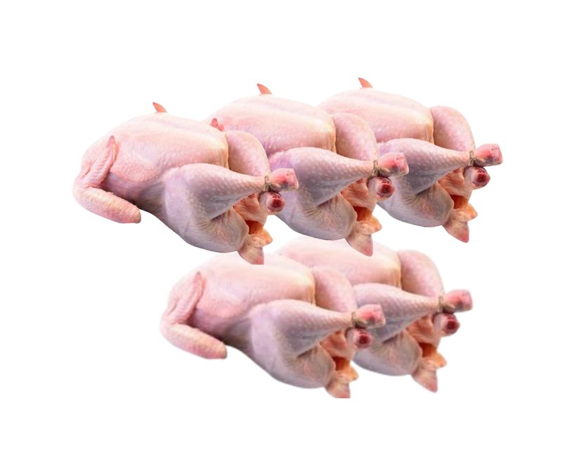 Poule pondeuse: Pack de 5 poules