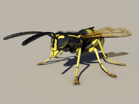 Wasp