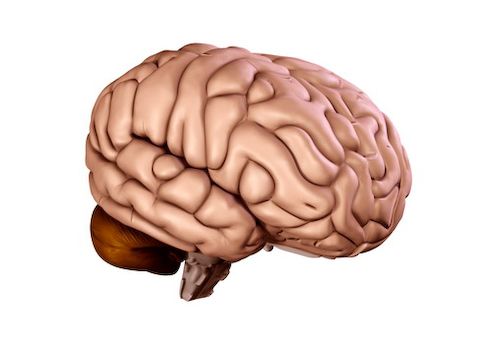 Brain