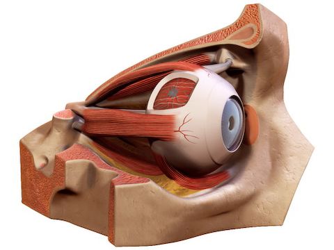 Eye