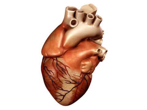 Heart