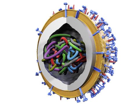 Influenza Virus