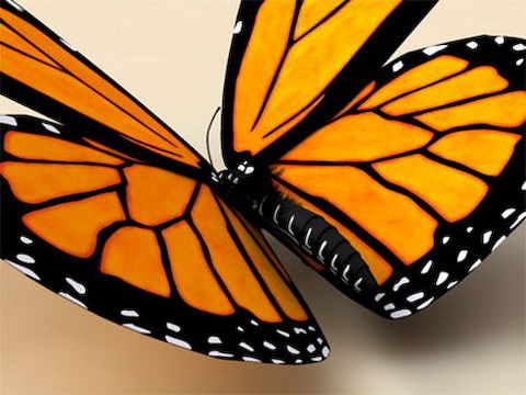 Monarch