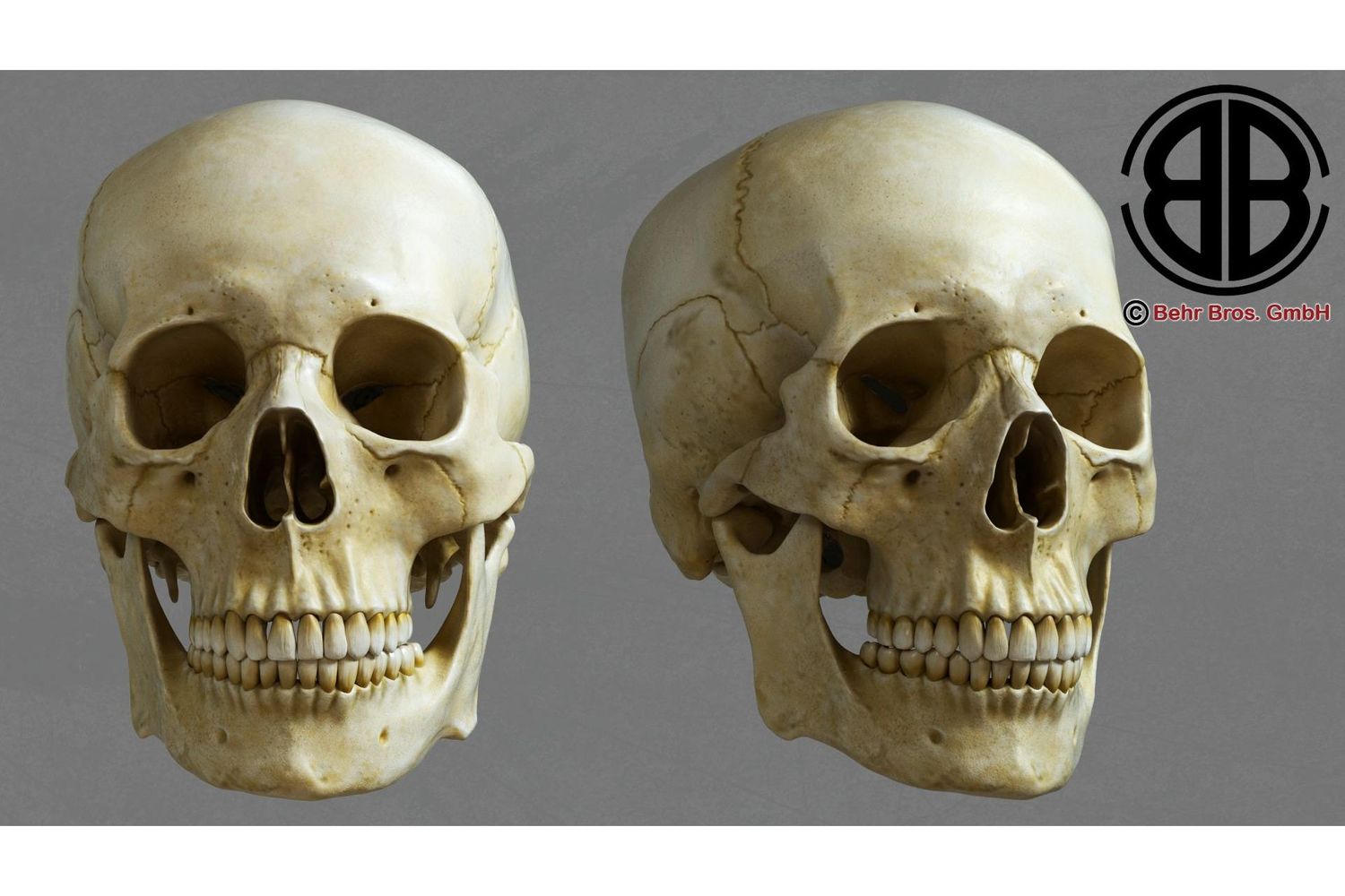 Skull