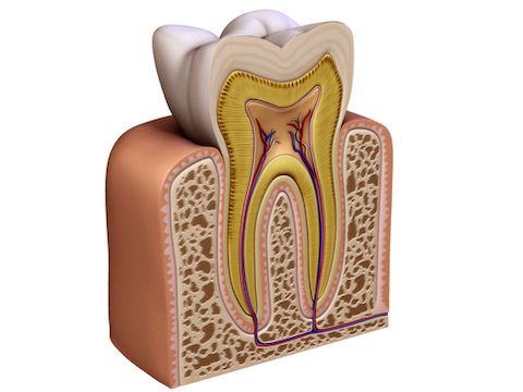Tooth