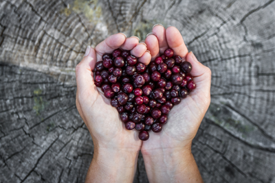 Huckleberry Products