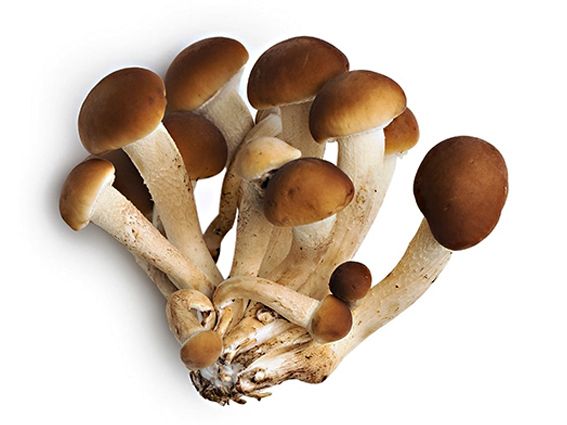 PIOPPINI FRESCHI