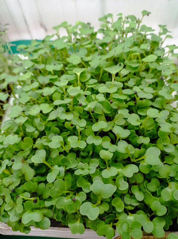 CAVOLO RICCIO vaschetta Microgreens