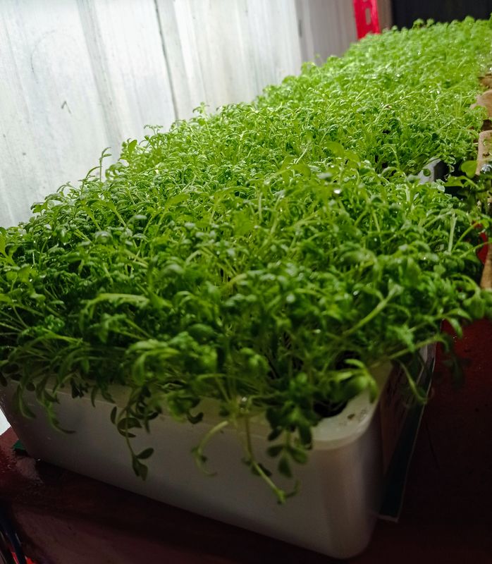 CRESCIONE DI ROMAGNA vaschetta Microgreens