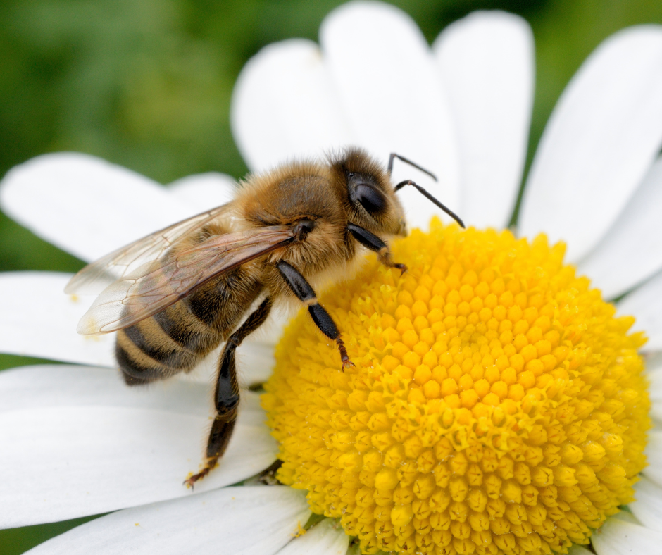 Busy Bee Bundle | Birth Doula after Online Class