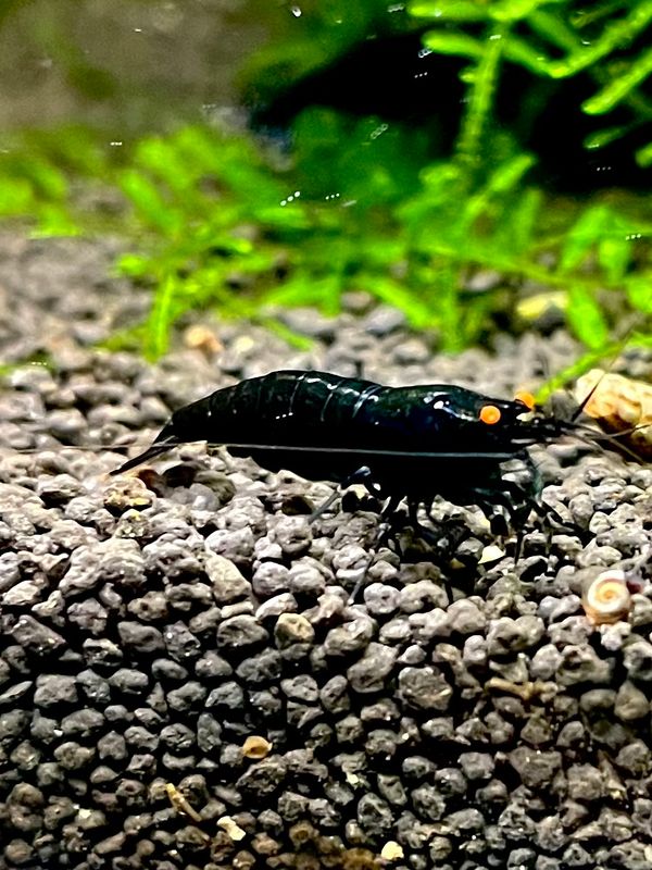 Black Devil Orange Eye