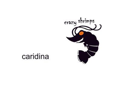 caridina