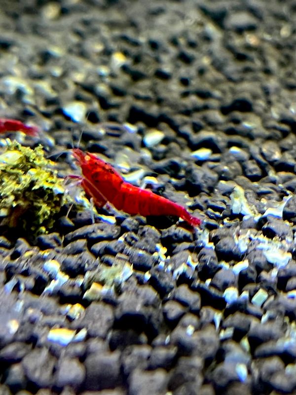 Red Devil Orange Eye