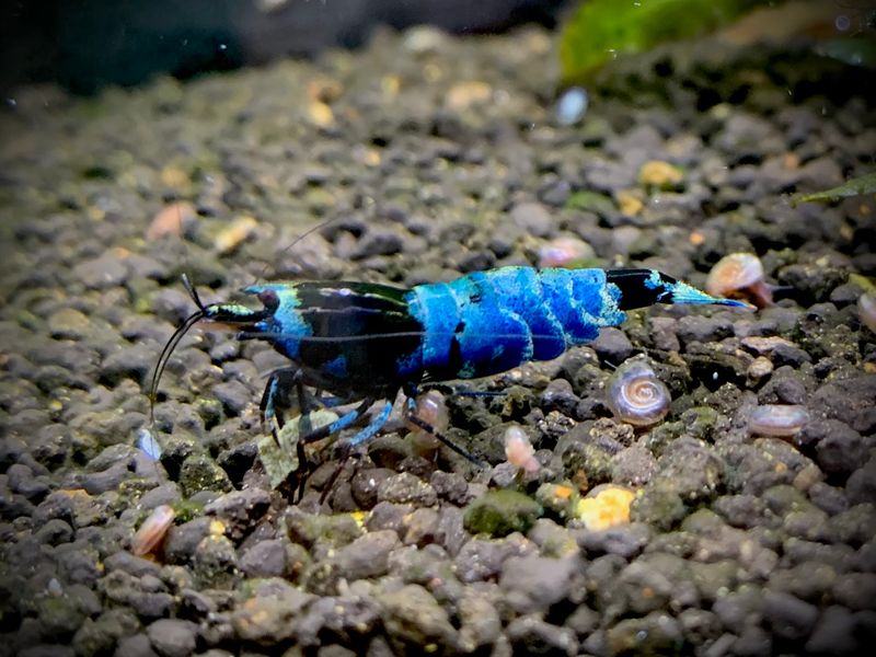 Taiwan Bee Mosura Shadow